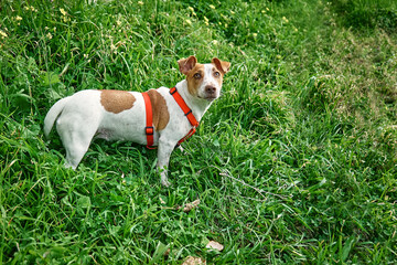 Serious Jack Russell terrier playing outdoor. Cute adorable white doggy with brown fur stains in green grass.