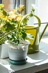 Plants and watering can on the windowsill.