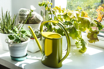 Plants and watering can on the windowsill. © Julia