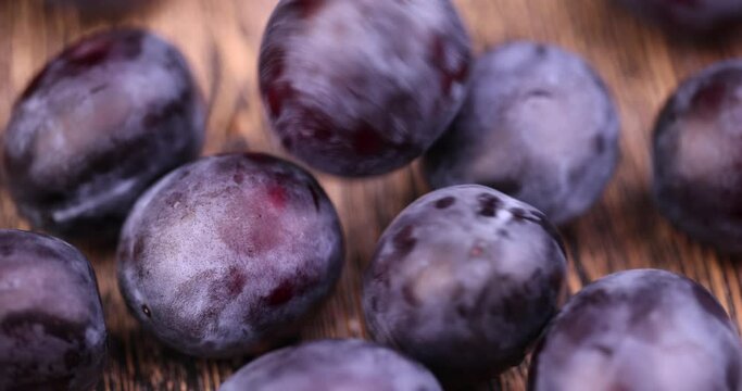 Wet purple plum on the table, delicious fresh harvest of oval-shaped and purple-colored plums in drops of water