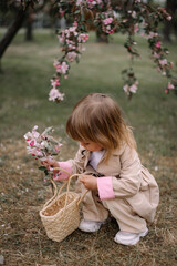 A little girl in a soft beige raincoat and trousers has sat down and straightens a twig of an apple tree in a basket with her hand. Against the background of a branch of a blooming apple tree. Spring