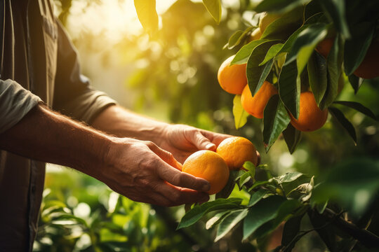 a man putting hand on ripe orange fruit in a a garden with orange fuit trees	

