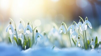 Snowdrops on a blue background with bokeh