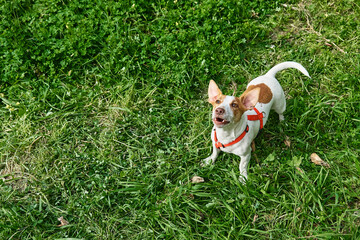 Funny Jack Russell terrier playing outdoor. Cute adorable doggy looking up in green grass.