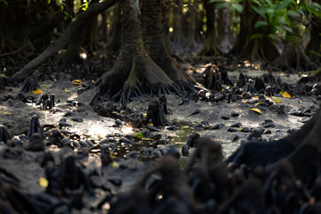 Mangrove roots, Ishigaki Island, wetlands