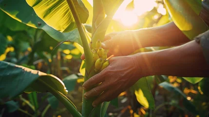 Photo sur Aluminium les îles Canaries Close-up of hands tending banana trees in the sunset light.