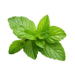 mint leaves isolated on white background. With clipping path.