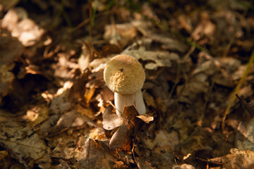 Single Boletus mushroom in the wild. Porcini mushroom grows on the forest floor at autumn season..