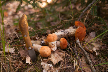 Red boletus mushroom in the wild. Pile of red boletus mushroom in pine tree forest at autumn season..