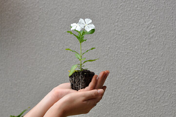 mãos femininas segurando muda de planta para plantar no jardim 