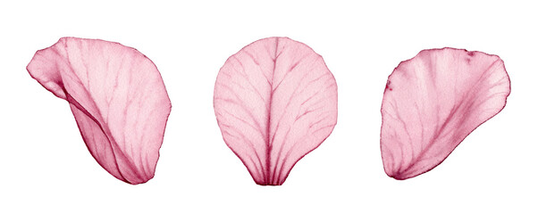 Watercolor rose petals. Three pink transparent petals in x-ray. Big floral ornament with fine details. Realistic hand drawn isolated illustration for wedding stationery design, greeting cards - obrazy, fototapety, plakaty
