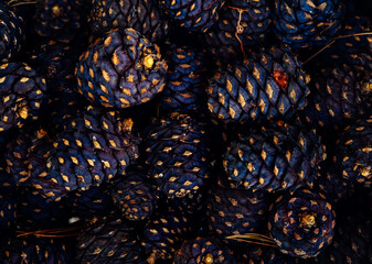 Fresh Cedar cones close-up. Abundant harvest of pine nuts, production of precious cedar oil....