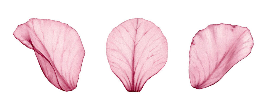 Watercolor rose petals. Three pink transparent petals in x-ray. Big floral ornament with fine details. Realistic hand drawn isolated illustration for wedding stationery design, greeting cards