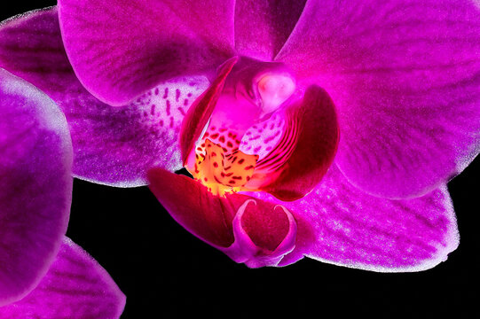 Closeup view of an orchid bloom