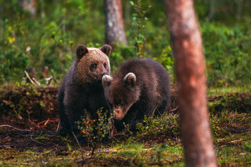 brown bear in the forest