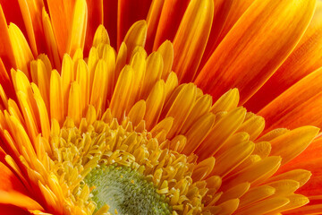 Yellow Gerbera flower closeup