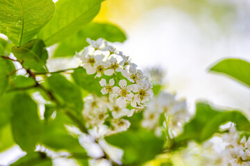 white cherry blossom