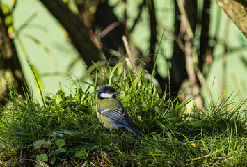 Kohlmeise im Gras schaut zurück