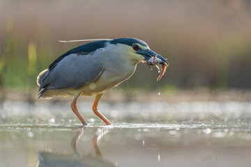 Black crowned night heron (Nycticorax nycticorax)
