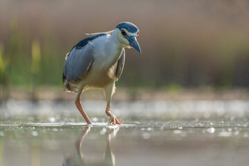 Black crowned night heron (Nycticorax nycticorax)
