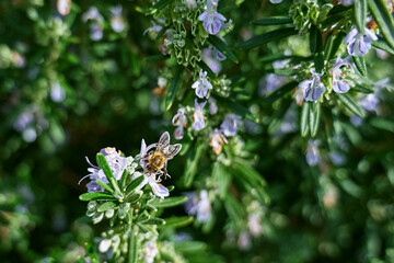 Fototapeta premium Honey bee collects nectar from blue flowers on rosemary plant. Bee pollinating purple flowers in spring garden.