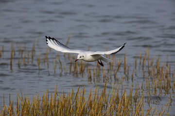 Lachmöwe im Flug über Wattenmeer