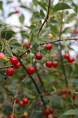 Obraz premium a lot of red cherries on a branch a bush grows in summer with raindrops