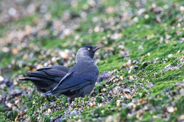Dohle auf Buhne am Nordseestrand