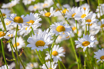 Wild daisy flowers growing on meadow, lawn, white chamomiles on green grass background. Oxeye daisy, Leucanthemum vulgare, Daisies, Common daisy, Dog daisy, Gardening concept.