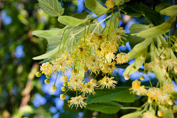 Blooming lime tree, close-up. Tilia. Linden blossoms