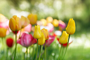 tulpen in blüte, blumen farben natur garten frühling freizeit