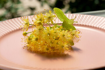 Linden flowers on pink plate. An inflorescence of fragrant linden flowers on plate