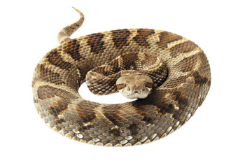 Rattlesnake on isolated background