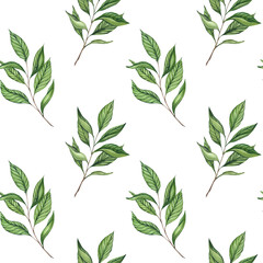 Watercolor seamless pattern with twigs with green tea leaves. Hand drawn print for design and decoration. Tea, tea drinking, natural, organic product. Design and packaging of tea, Ceylon green, black.