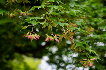 モミジの花