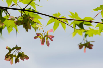 Obraz premium モミジの花