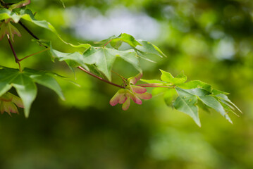 モミジの花