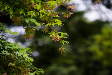モミジの花