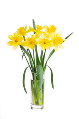 Beautiful bouquet of yellow daffodils or narcissus in transparent glass vase isolated on white background. Blooming spring flowers, Easter bells. Spring greeting card, invitation card for holiday © katyamaximenko