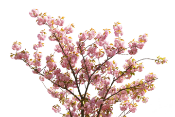 Branch of blooming cherry tree, pink sakura blossom flower isolated on white, transparent background. Spring season, nature floral background, wallpaper, backdrop.