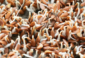 A photo of microgreens with mold as an example of mistake in groving microgreens 