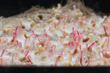 A photo of microgreens with mold as an example of mistake in groving microgreens 