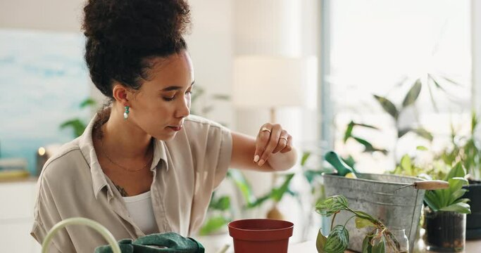 Gardening, woman and home with seed, soil and potting in a living room for plants to grow. Calm, green and eco friendly pots of a relax African female person in a house with leaf, fertilizer and care