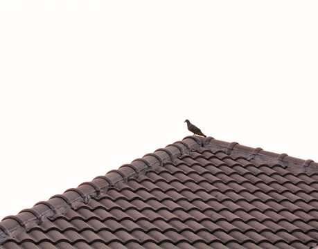 On top roof there is Pigeon on brown tiles roof with white sky and bright sunlight in background. Tile roof structure house, home for people's residences. Feral pigeon gray and brown mixed together.