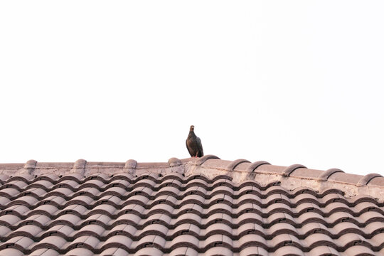 Pigeon on brown tiles roof with blue sky and bright sunlight in the background. Feral pigeon gray and brown mixed together. Tile roof structure house, home for people's residences.