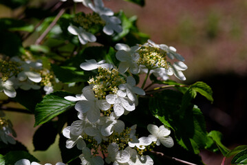 白いヤブデマリの花

