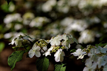 白いヤブデマリの花