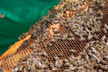 Working bees in a hive on honeycomb. Close up view of the working bees on honeycomb. .
