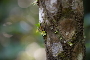 Obraz premium Flying Spider-monkey Tree Fern,Tropical Trees, Ishigaki Island