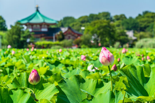 東風終（岩峰啓一）作品『蓮の花／Lotus flower』 東風終（岩峰啓一）作品『蓮の花／Lotus flower』 東風終（岩峰